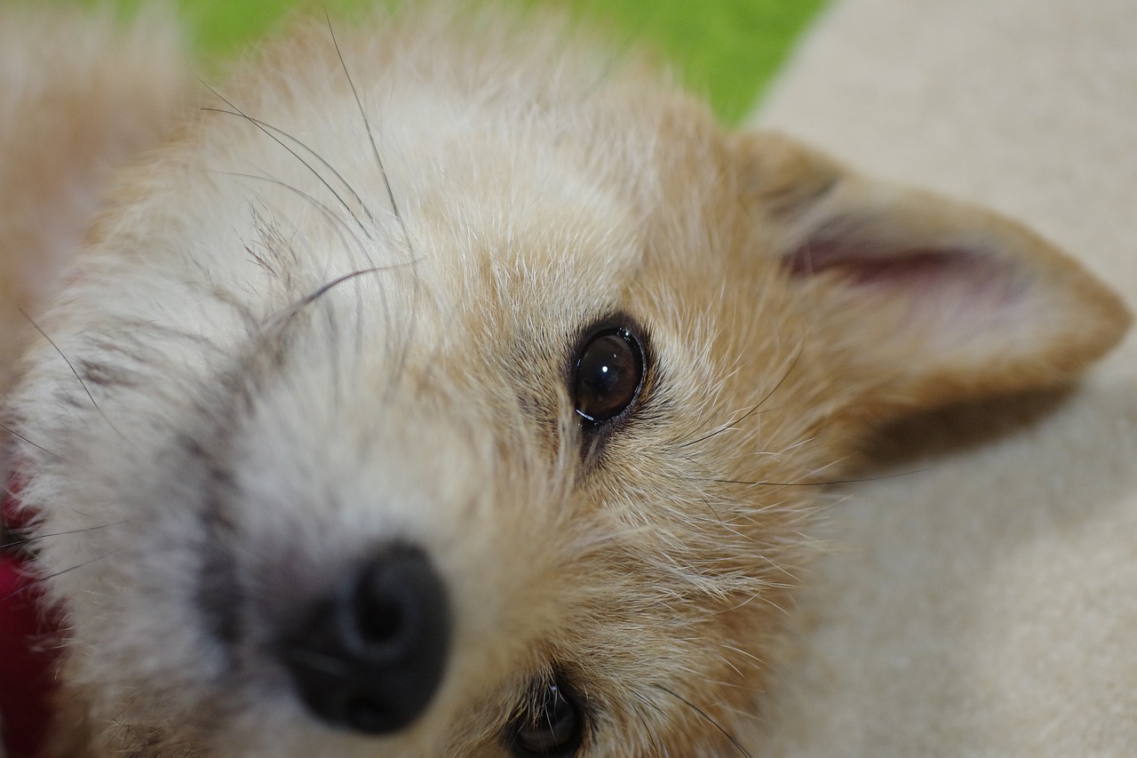 uomo salva la vita a un cane