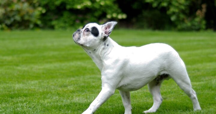 Bulldog vuole andare al parco