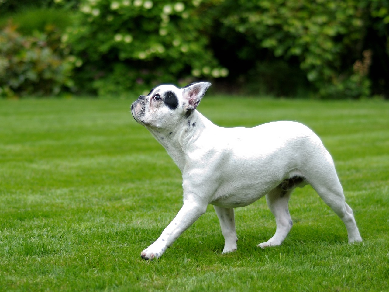 Bulldog vuole andare al parco