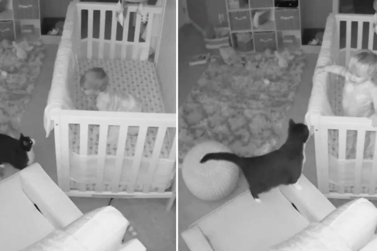 Mamma scopre cosa stavano facendo il gatto e il bambino nella camera da letto