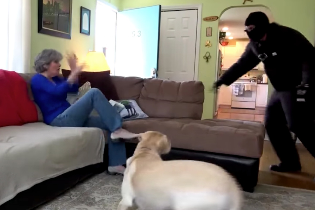 (VIDEO) Le reazioni di 4 cani, quando un malvivente entra nelle loro abitazioni
