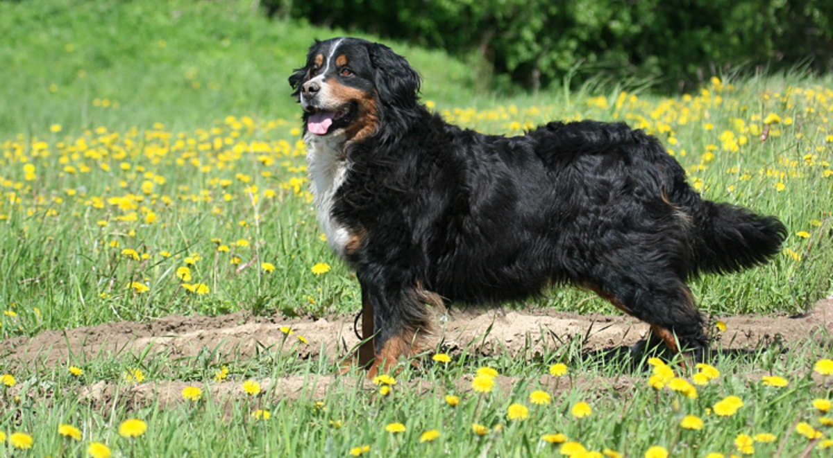 Il tribunale restituisce il cane a Alessandro Cecchetto