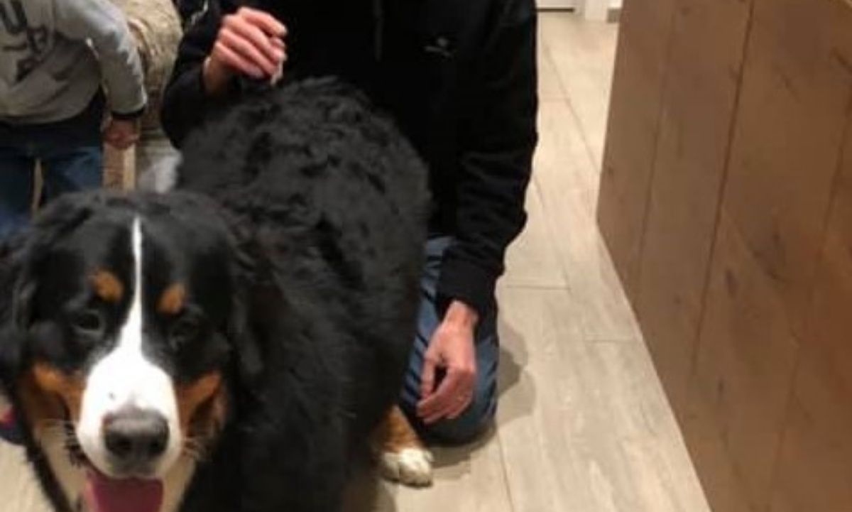 Vi ricordate Alessandro Cecchetto? Aveva preso a calci il suo cane.  È arrivata la notizia che nessuno si aspettava