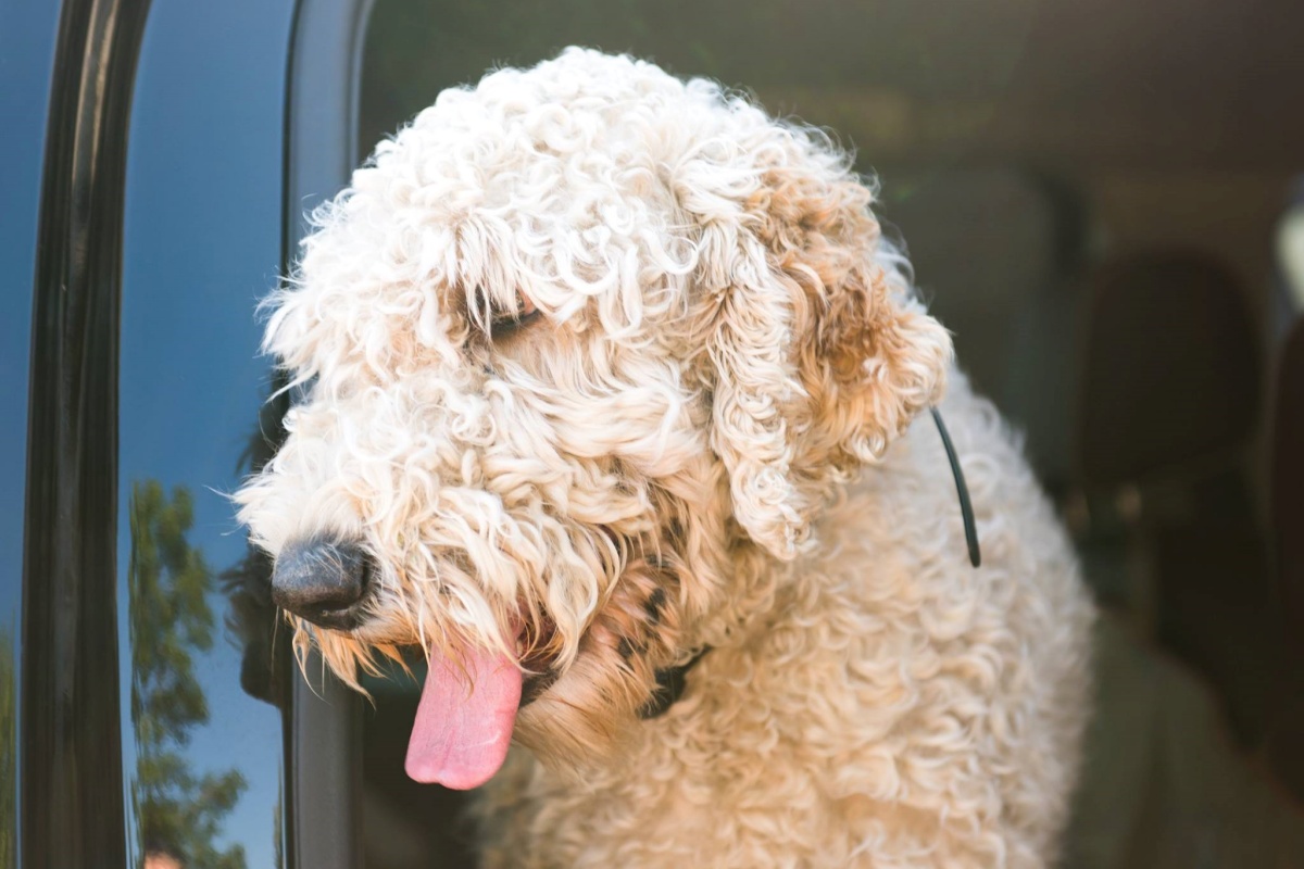 Bentley, il cagnolino disperso sulle colline del Colorado