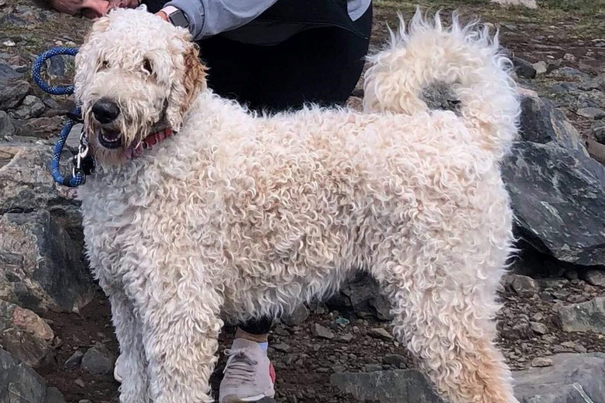 Bentley, il cagnolino disperso sulle colline del Colorado