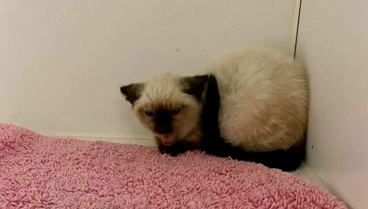 Gatto arrabbiato si rifiuta di farsi toccare: l’intervento di un amico speciale