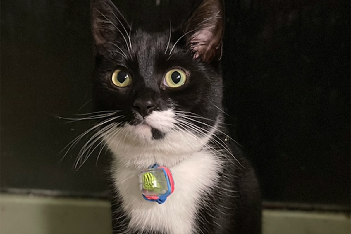 Gatto torna a casa con un biglietto attaccato al collare: “Quando abbiamo letto ciò che c’era scritto, abbiamo deciso di rispondere”