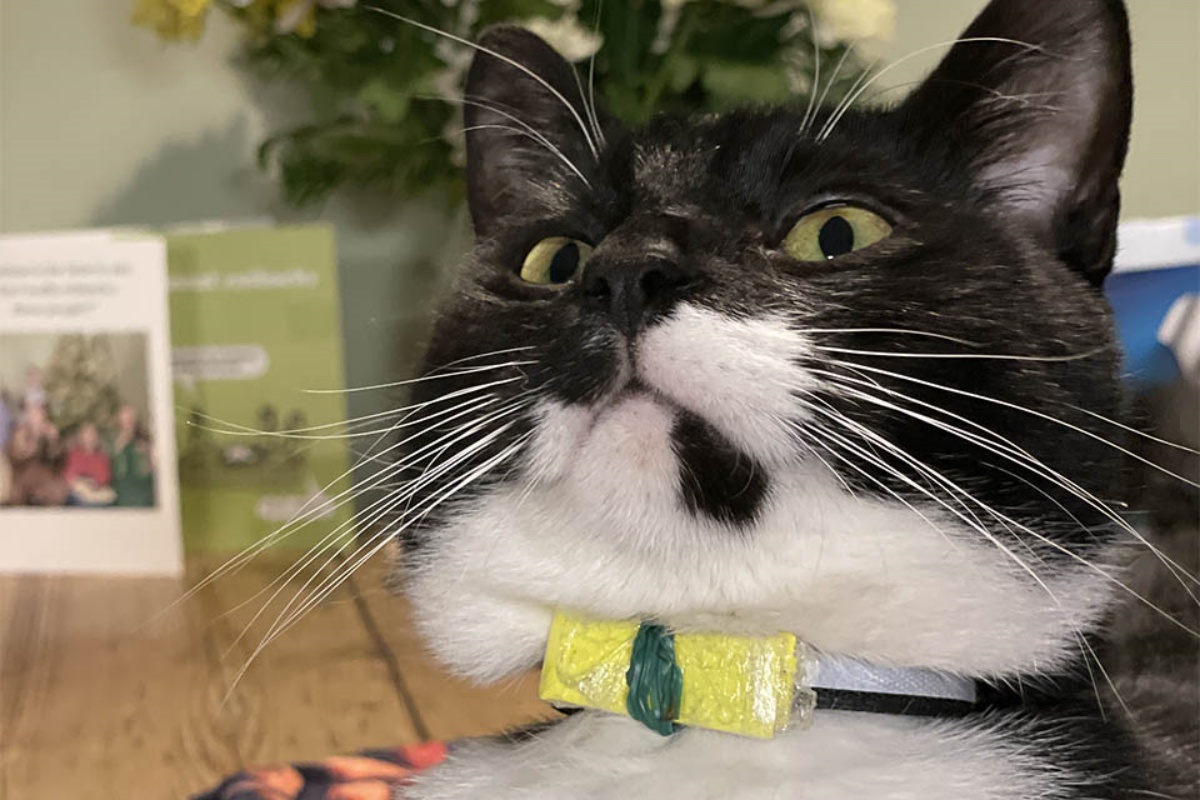 Billy, il gatto portalettere