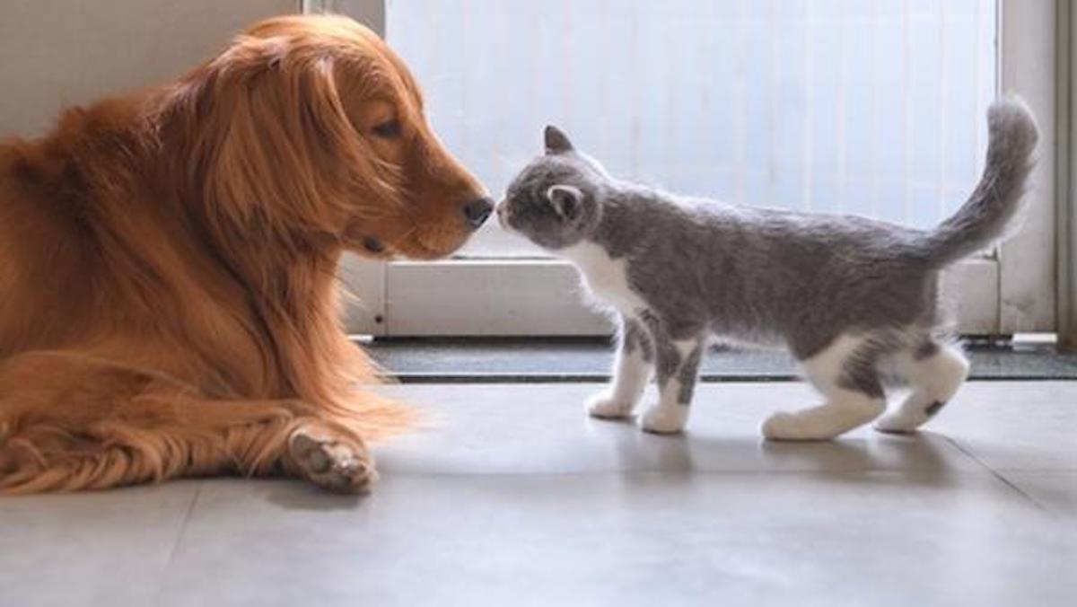 Cane e gatto si sfiorano il naso