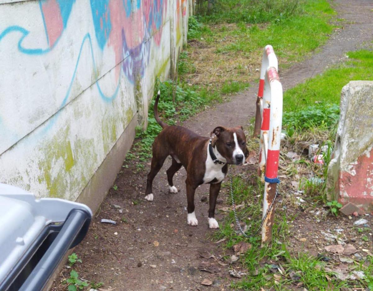 Legato cane ad un palo