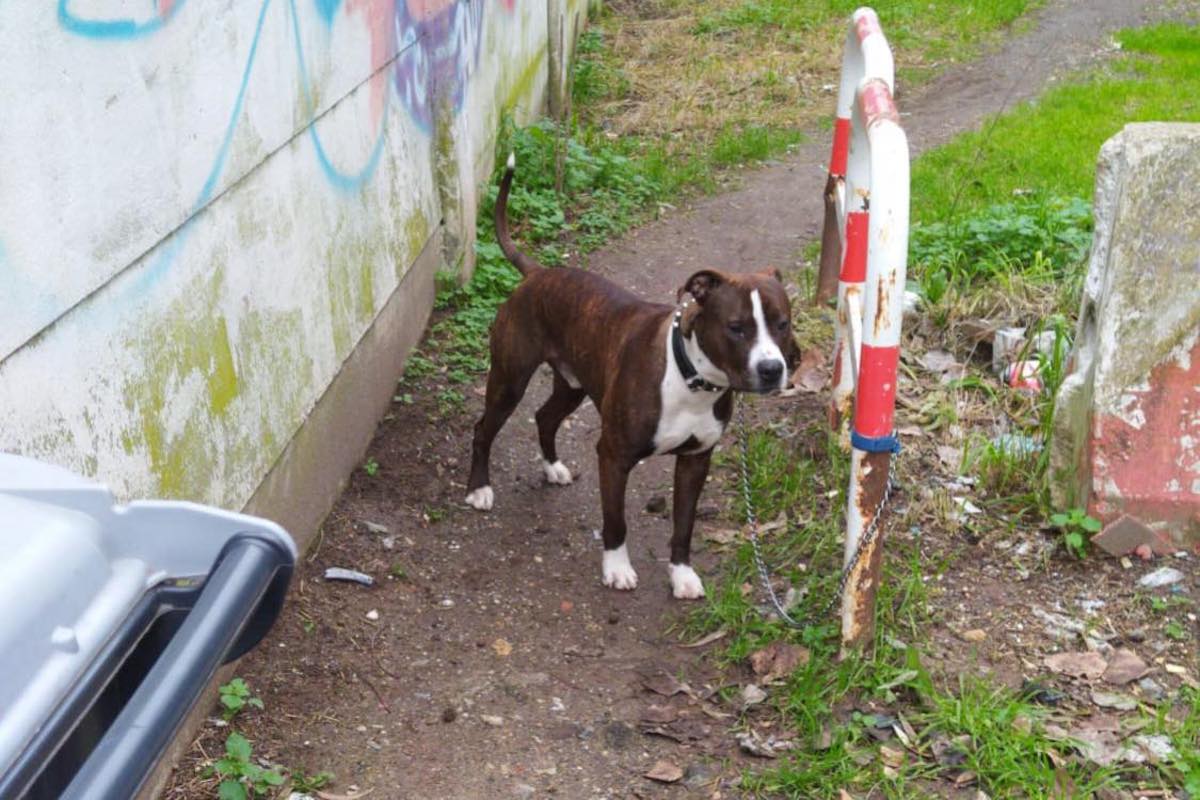 Roma, il cane Lucky abbandonato legato fuori al canile: “Abbaiava tristemente”