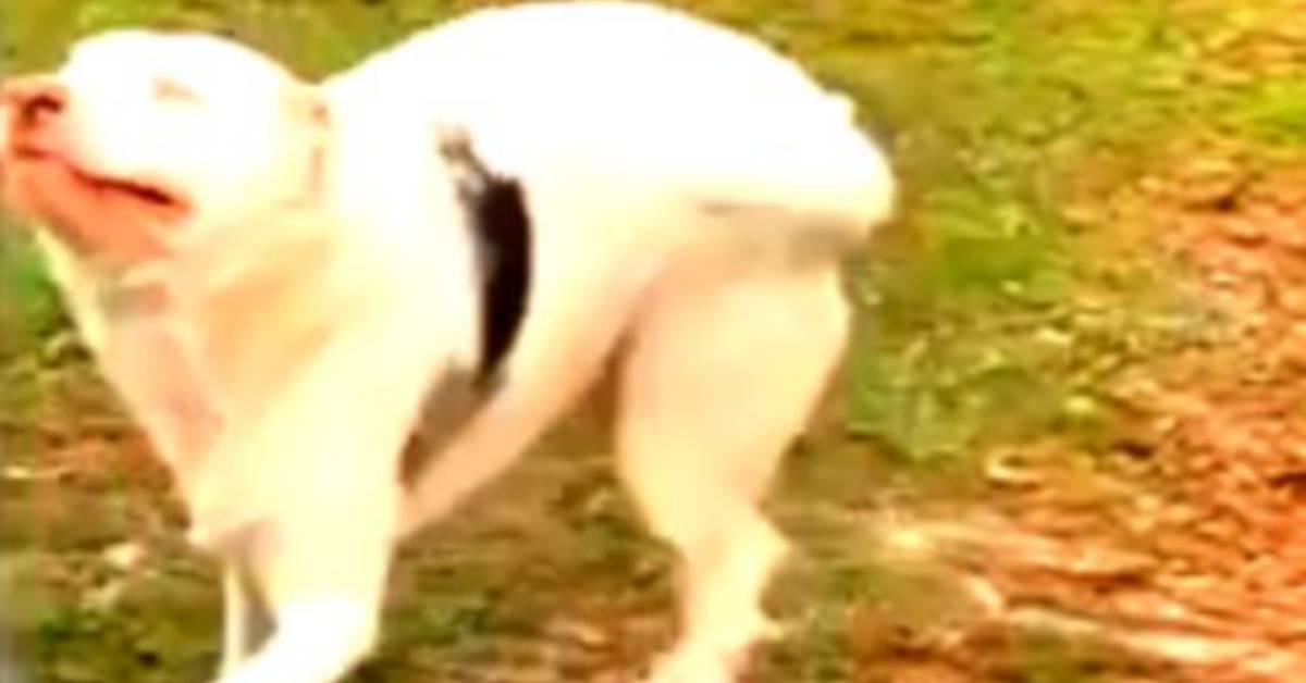 Cane disabile usa l’olfatto per trovare il suo papà, il video è emozionante