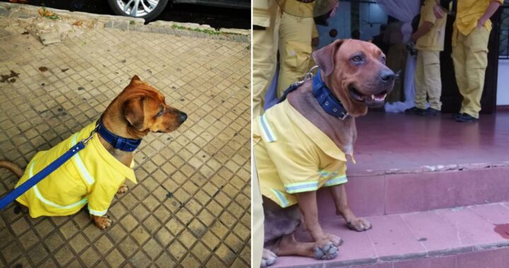 Cucciolo pompiere