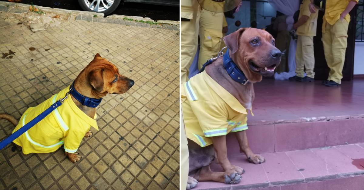 Cane vigile del fuoco partecipa al matrimonio del collega, il video spopola sui social