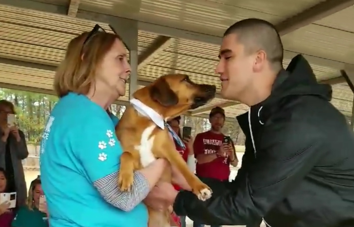 La sparizione e il ritrovamento del cane Chipper