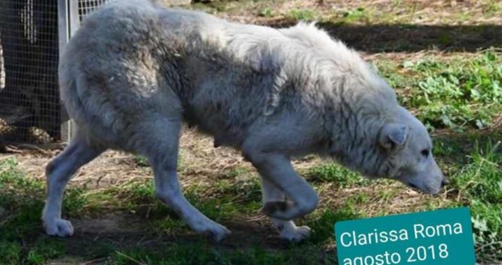 Vi ricordate Clarissa? La cagnolina trovata con un cappio al collo. Sono passati due anni e oggi la ritroviamo così