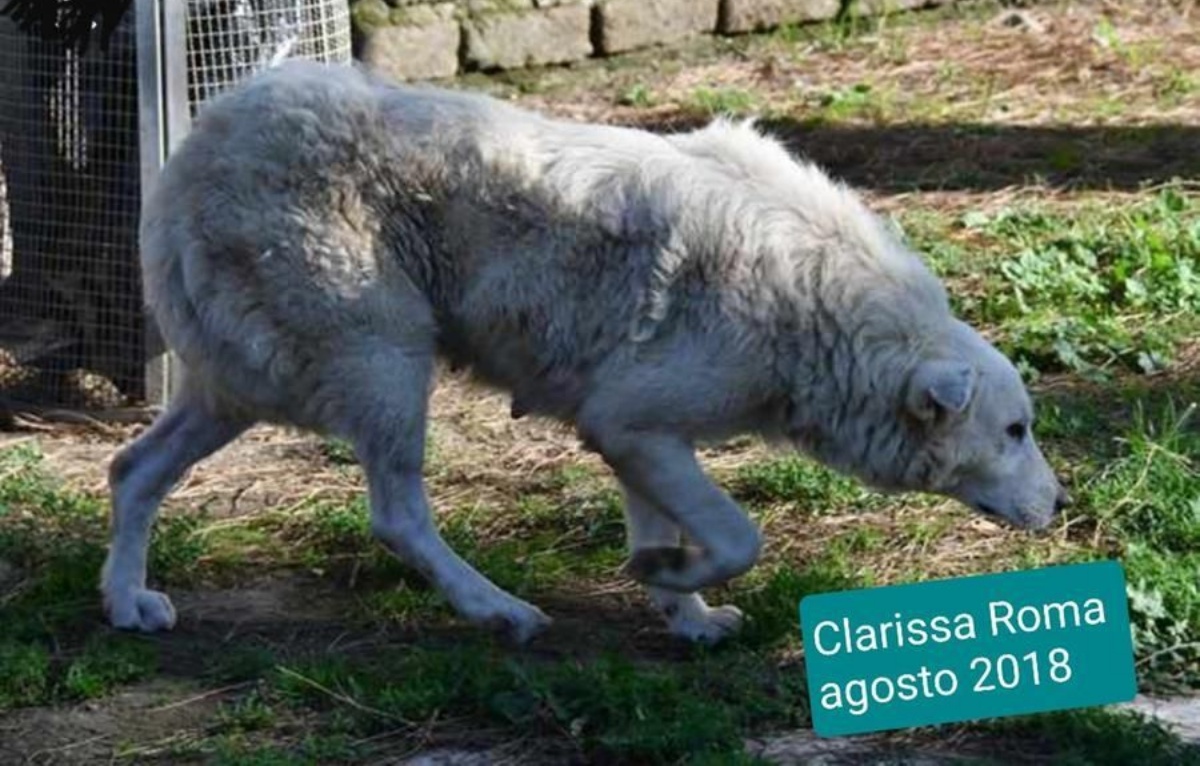 Vi ricordate Clarissa? La cagnolina trovata con un cappio al collo. Sono passati due anni e oggi la ritroviamo così