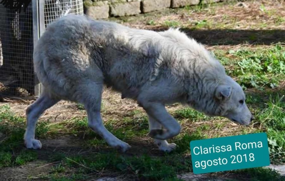 La vita di Clarissa oggi 