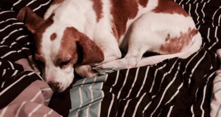 Uomo si ferma per salvare un cane che stava rischiando di essere investito e decide di portarlo a casa: "Sono riuscito a trovare il proprietario, così l'ho chiamato. Ma quelle parole mi hanno spezzato il cuore"