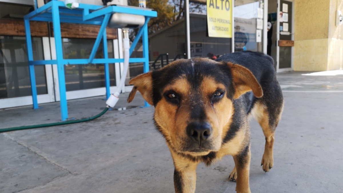 È rimasto ad aspettarlo fuori l’ospedale per oltre un mese, non sapendo che il suo proprietario fosse morto per colpa del Covid-19. Come si è conclusa la storia di questo cane