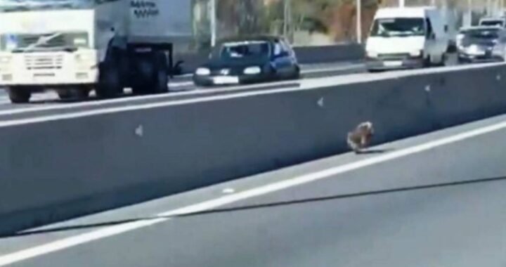 cagnolino che corre in autostrada