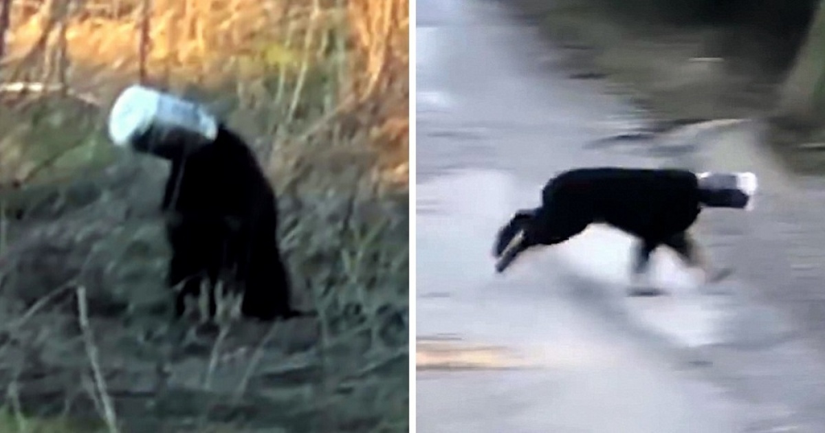 Cucciolo con la testa in un barattolo