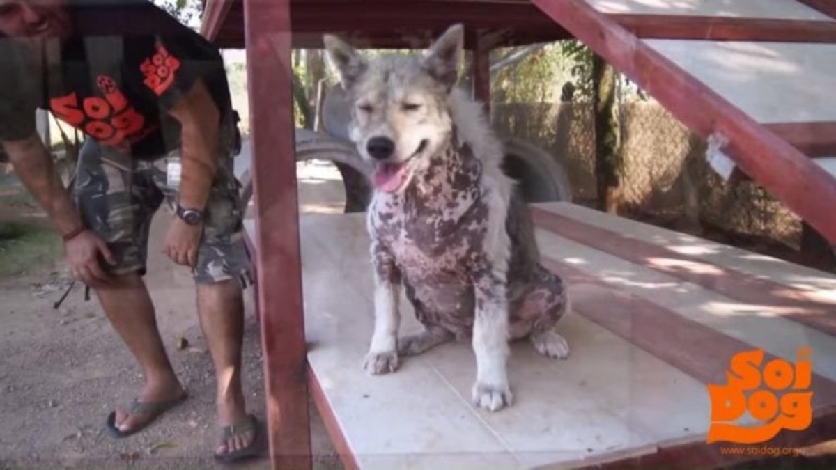 La reazione del cane Dreadlock