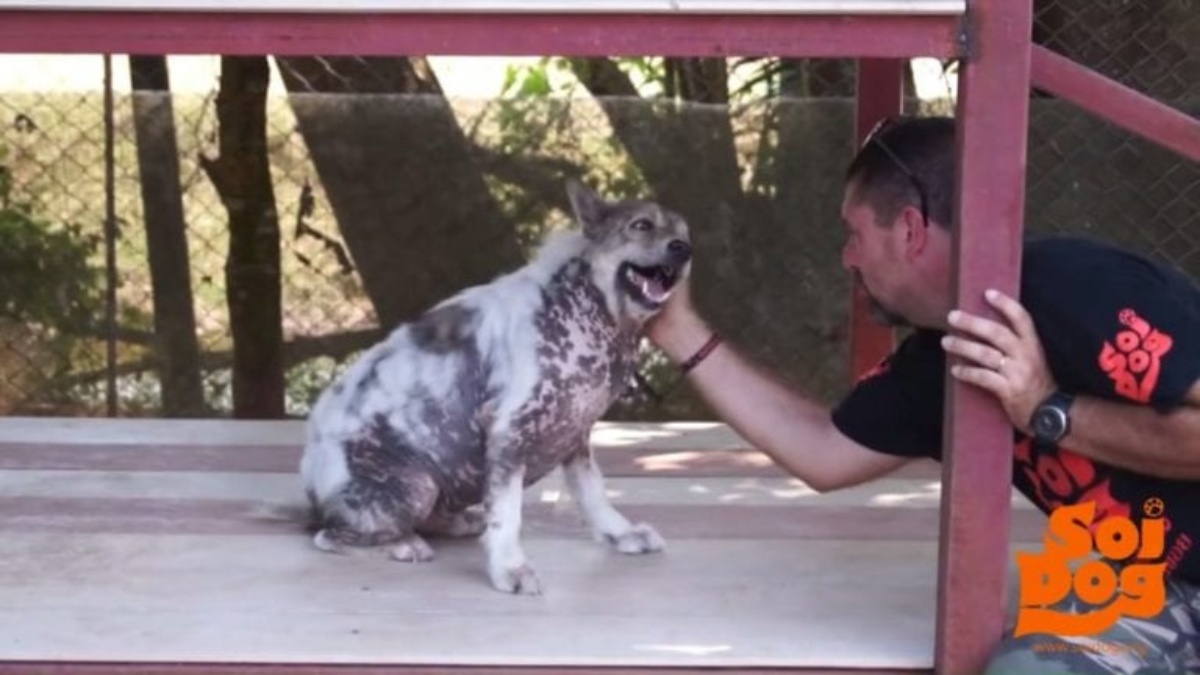 La reazione del cane Dreadlock