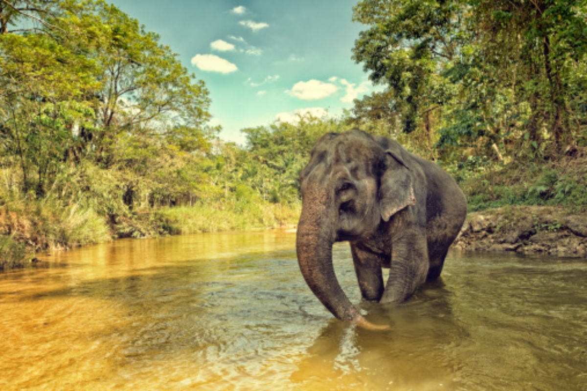 India: elefante ucciso da tre abitanti