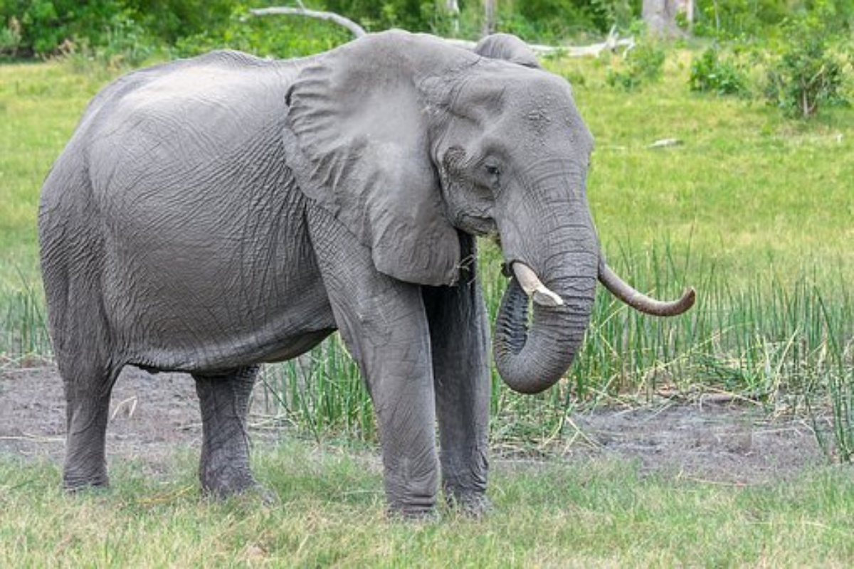 Elefante rimasto vittima di un terribile crimine: gli abitanti gli hanno dato fuoco