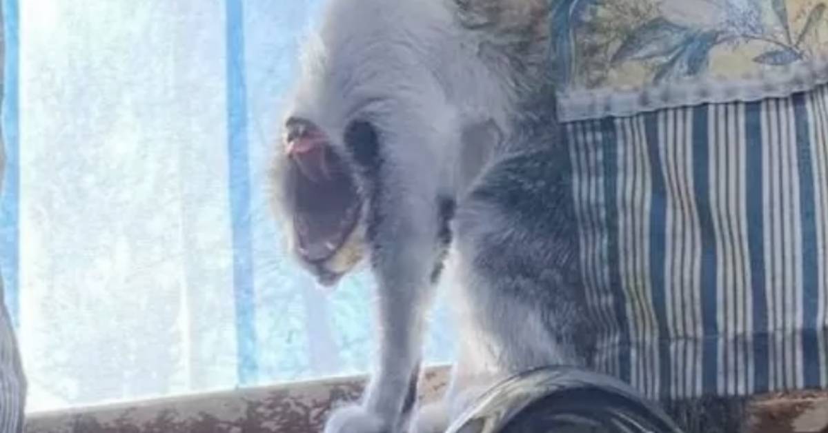 Gatto acrobata posa davanti alla macchina fotografica e diventa un caso sui social: lo vedete il dettaglio?