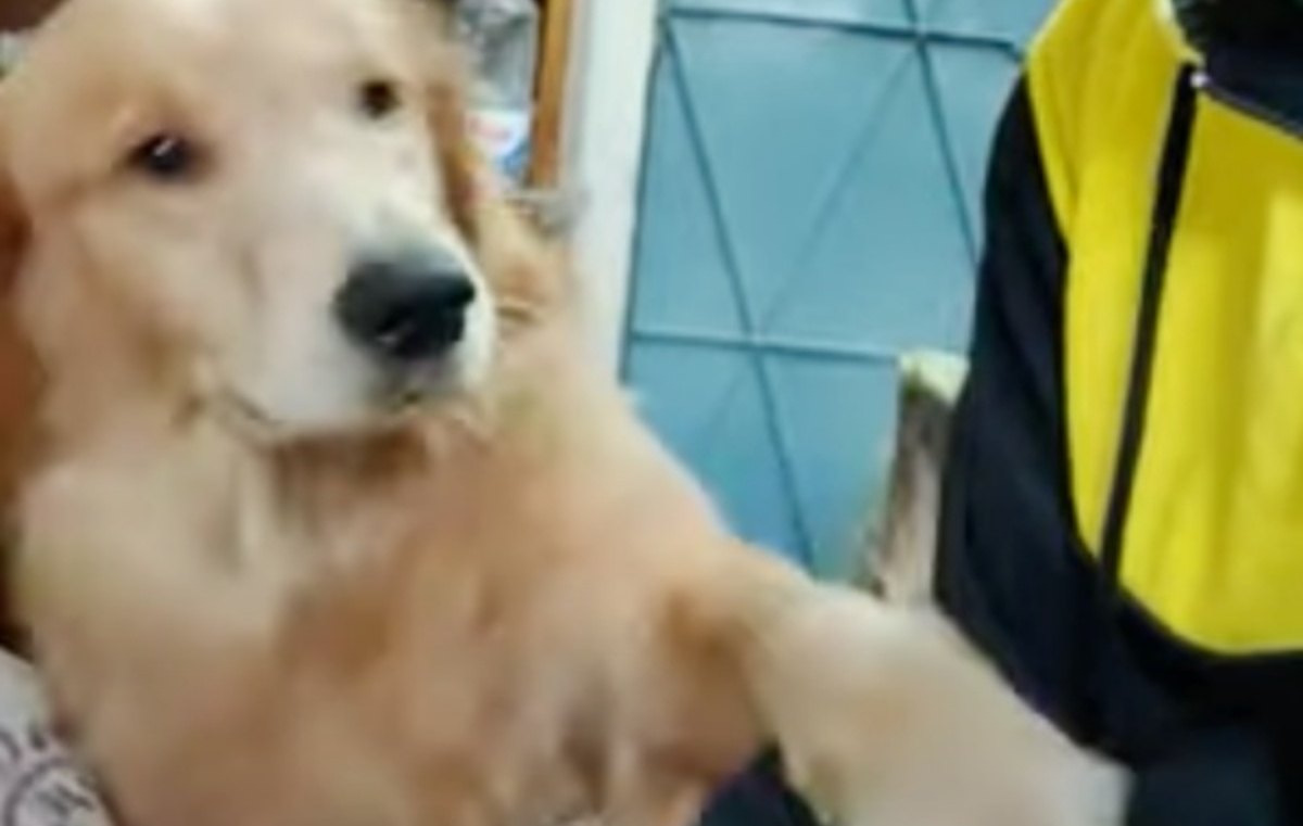 Il video del Golden Retriever