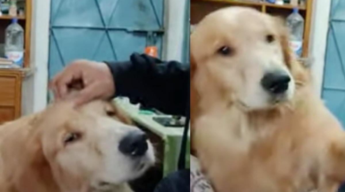 (VIDEO) Cucciolo di Golden Retriever adora quando suo padre lo accarezza, ma guardate cosa fa non appena smette