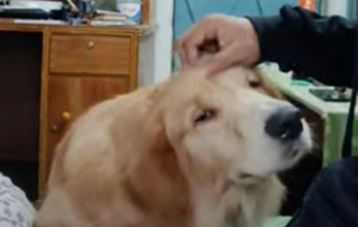 Il video del Golden Retriever