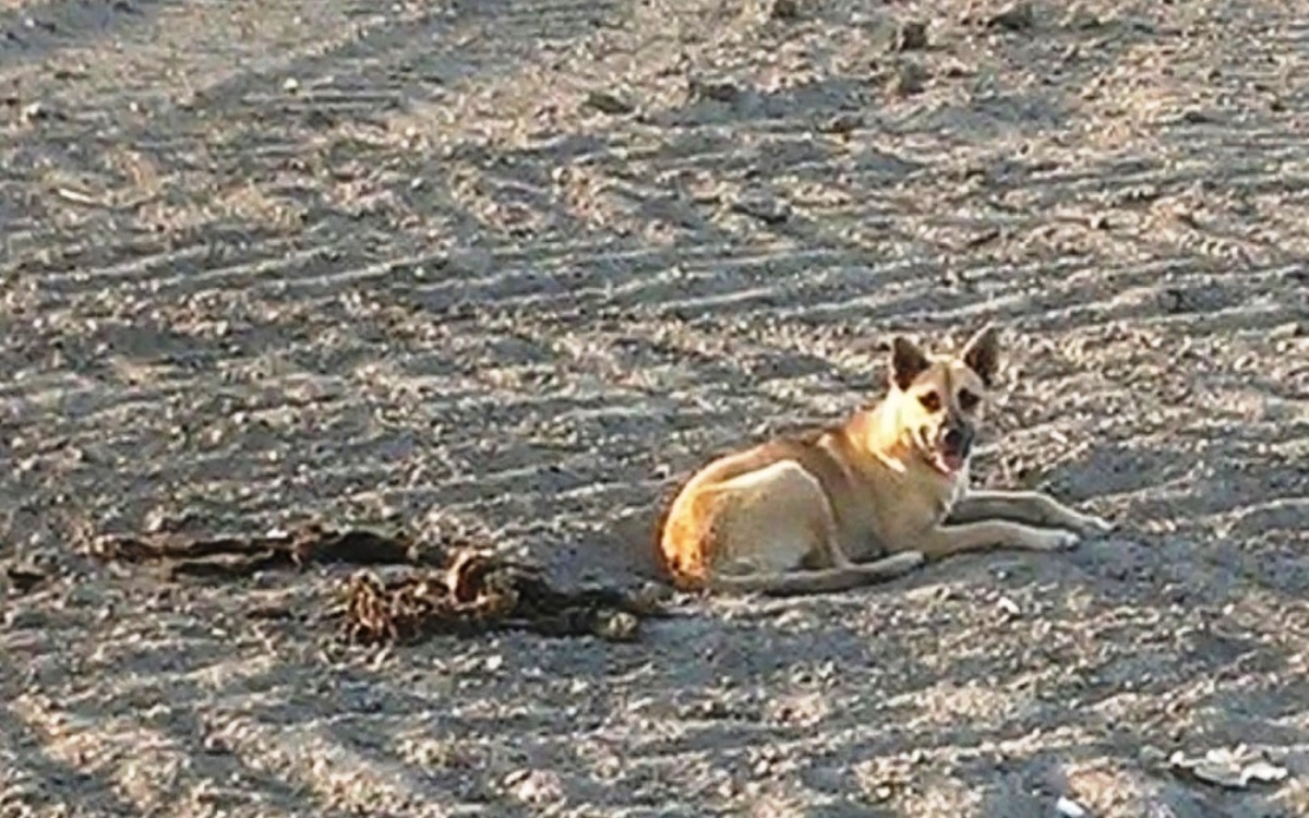 Il cane si rifiuta di spostarsi dal suo posto: “Quando abbiamo guardato accanto a lei, non siamo riusciti a trattenere le lacrime”