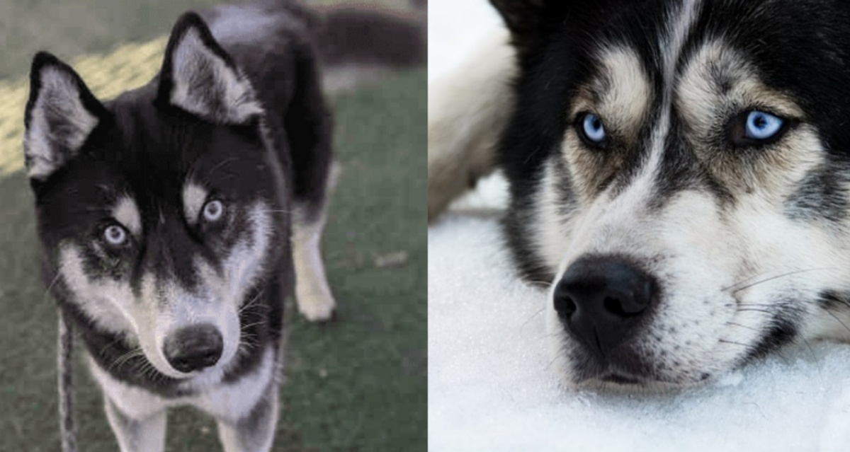 Sei diverse famiglie lo hanno adottato per poi riportarlo sempre indietro: ma quali sono i difetti di questo cucciolo?
