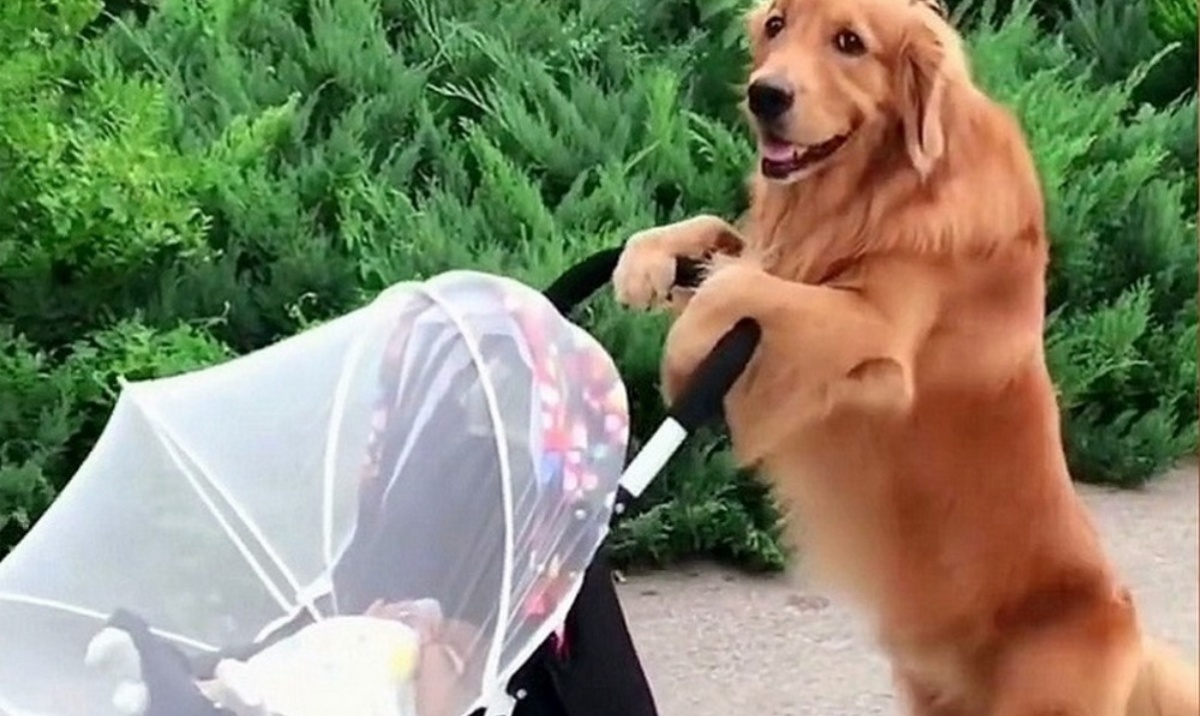 Il video del Golden Retriever