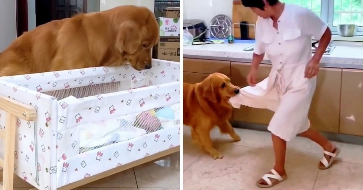 Il Golden Retriever guarda nella culla e corre subito a chiamare la sua mamma