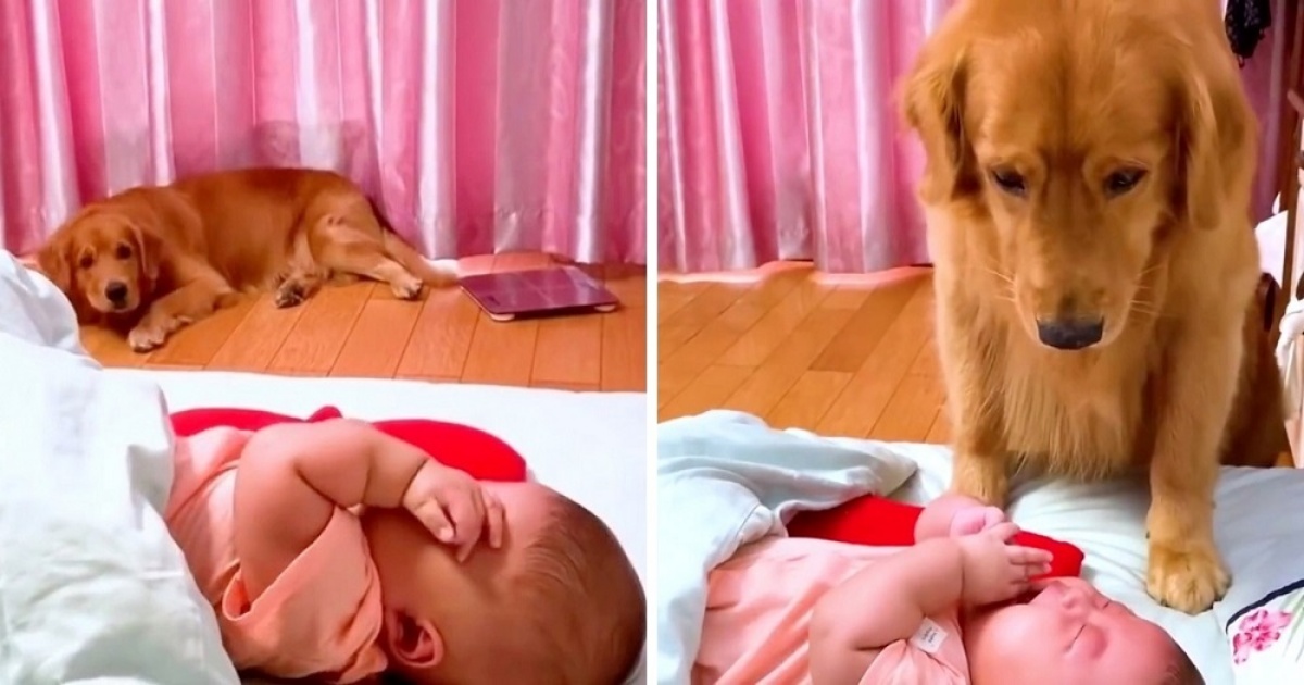 Il video del Golden Retriever