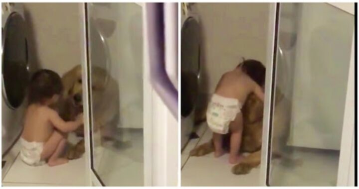 Golden Retriever si nasconde durante un temporale: guardate cosa fa il bambino quando capisce che ha paura