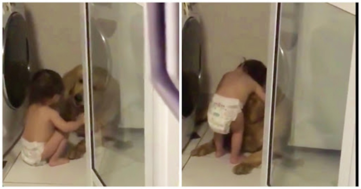Golden Retriever si nasconde durante un temporale: guardate cosa fa il bambino quando capisce che ha paura