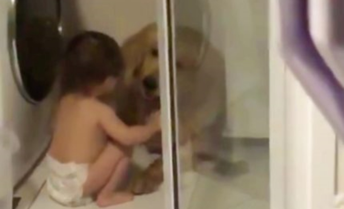 Il video del Golden Retriever e del bambino 