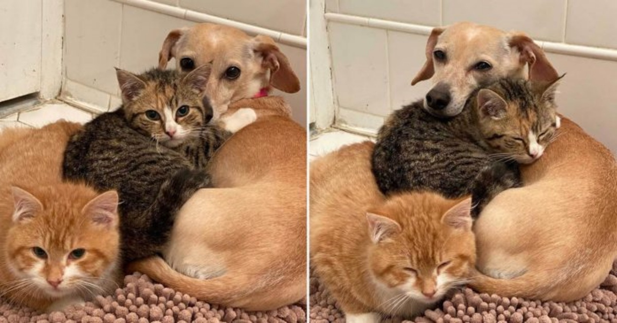 “Li ho portati a casa, avevano perso la loro mamma, sicura della reazione del mio cane. Ma invece è stata diversa da ogni aspettativa…”