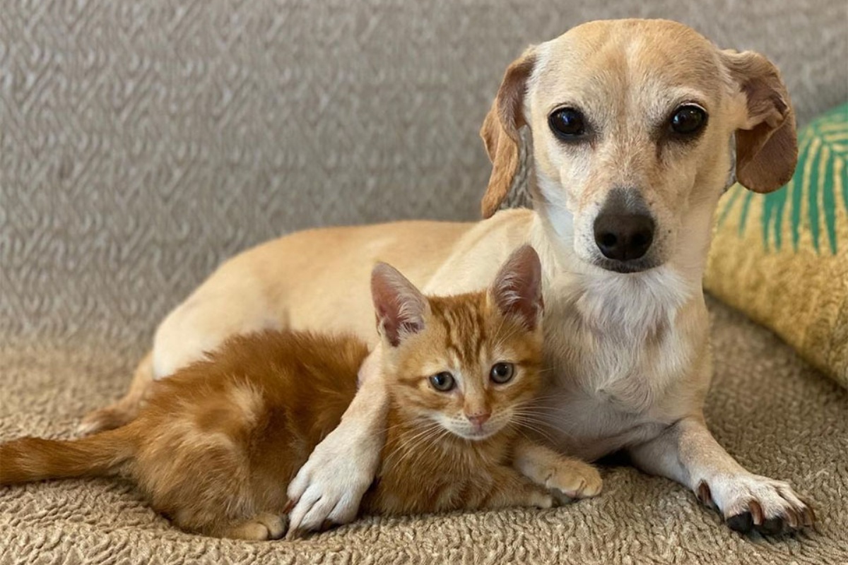 La storia del cagnolino Kona