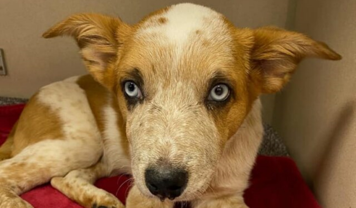 Lux, il cane maltrattato