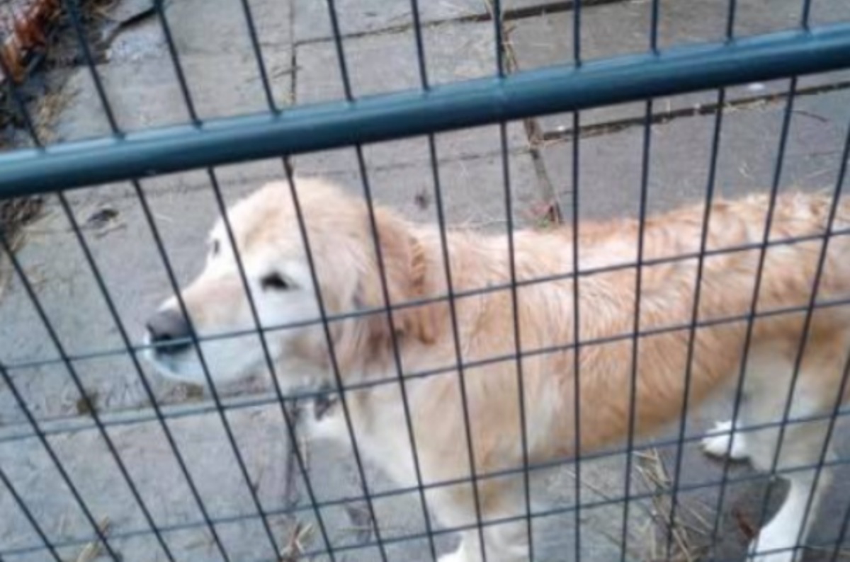 Marley, abbandonata con un biglietto al collo: “C’era scritto il suo problema”