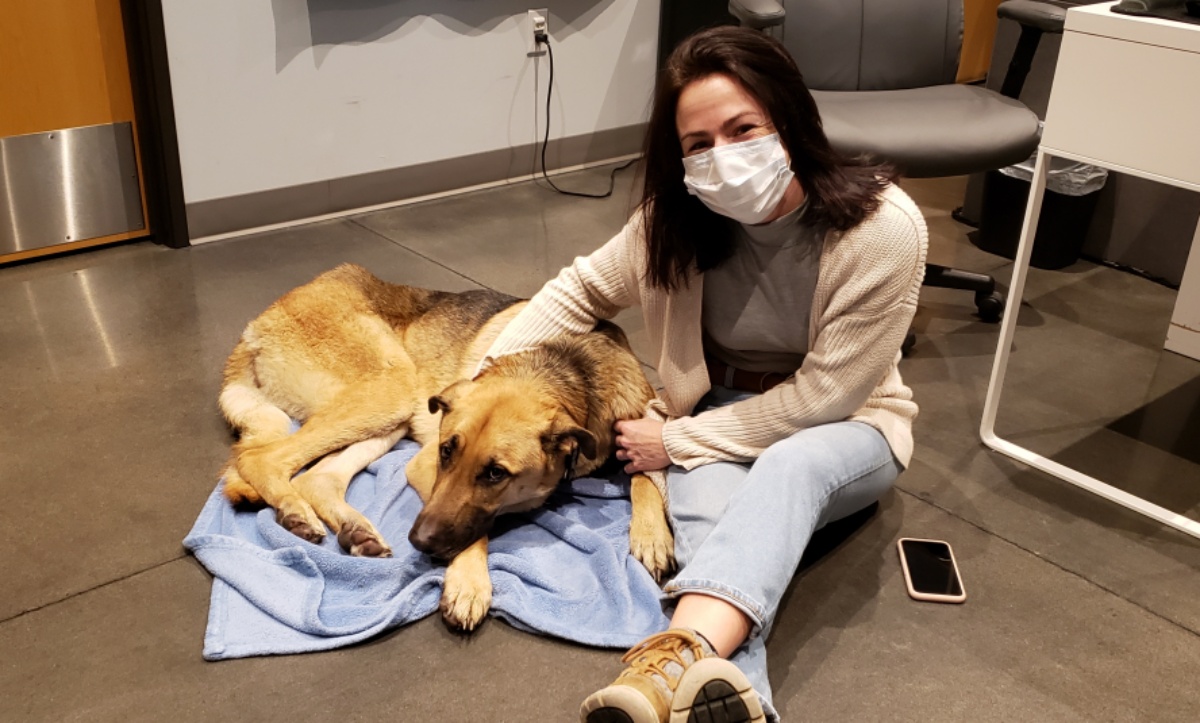 Max, il cane investito due volte