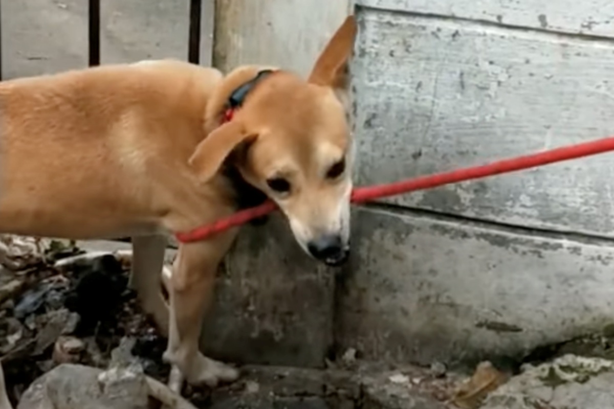 Maximus e le terribili condizioni in cui era costretto a vivere