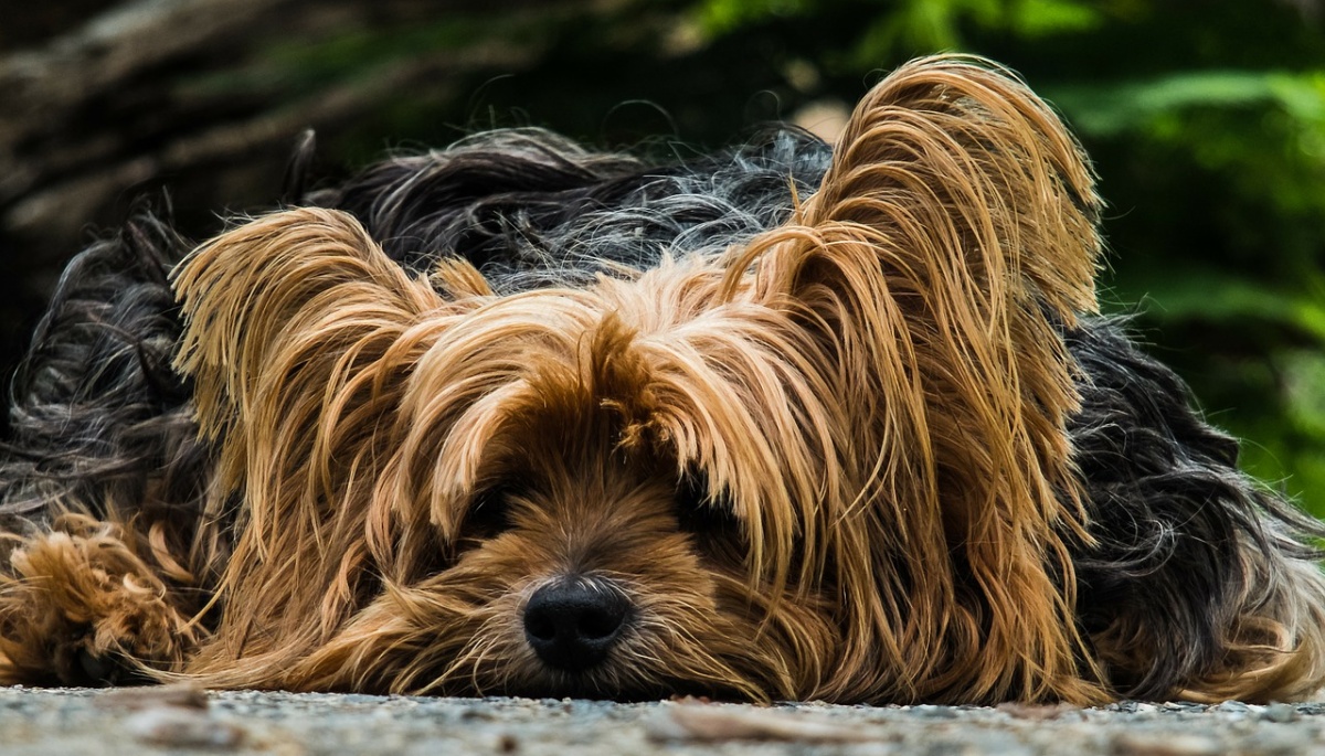 La storia della cagnolina Mila