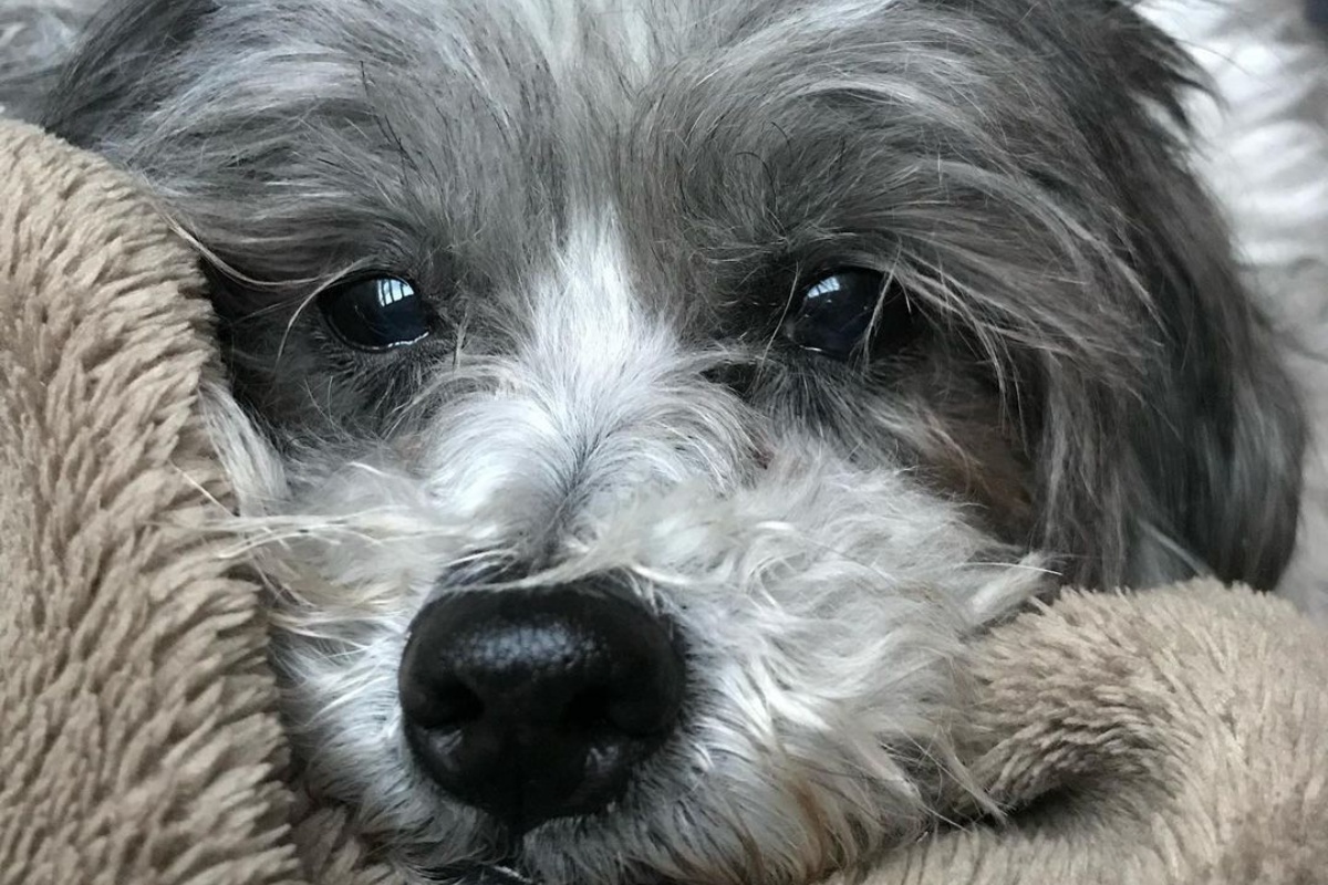 È morta Peggy: lo straziante post d’addio della sua mamma